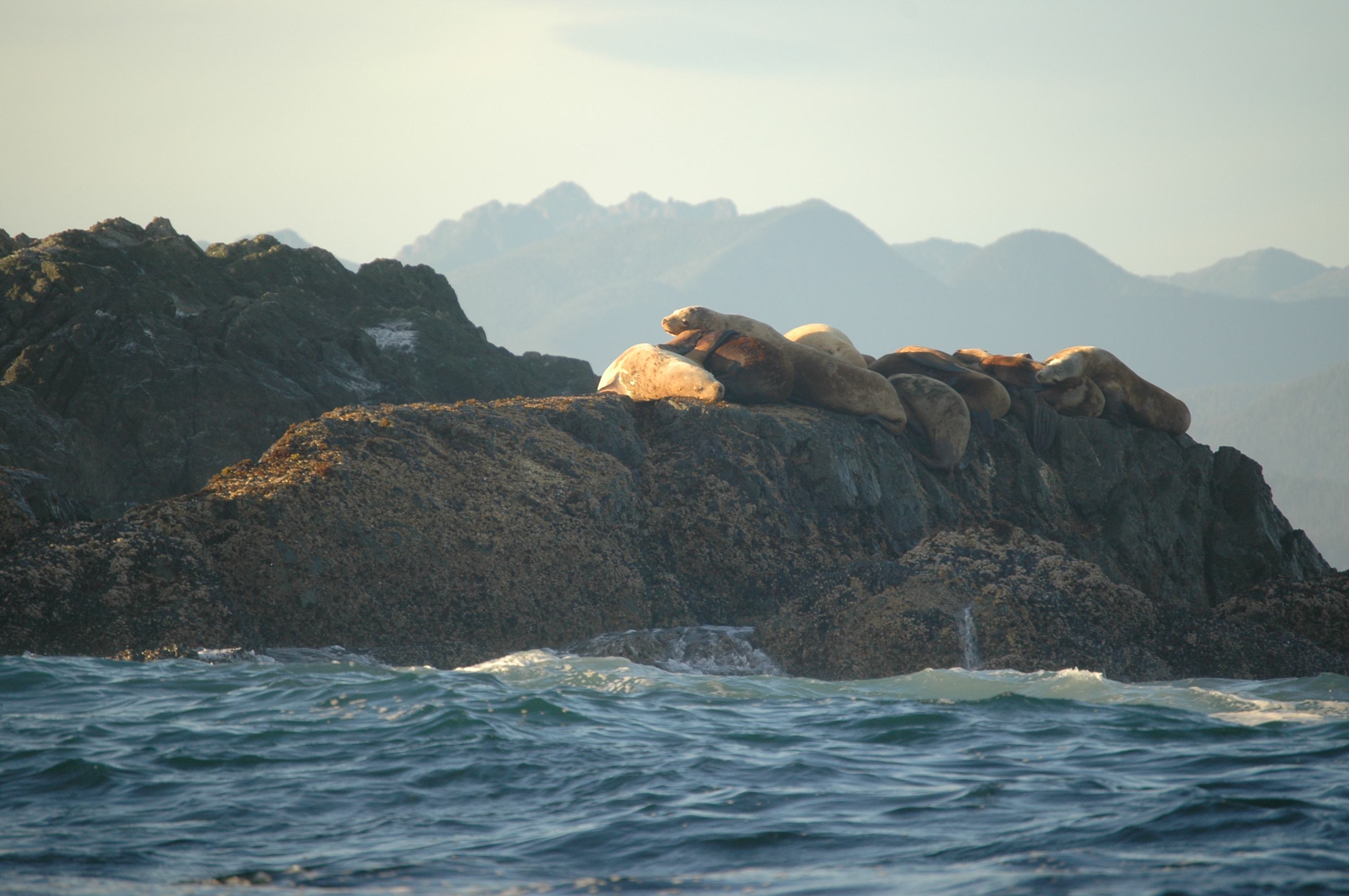 photos/wildlife/Mammal_Species/Steller Sea Lion/20070920-Canada-02.jpg